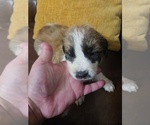 Small #3 Saint Bernard