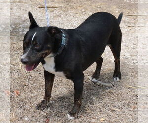 Brutus - Male Rottweiler-Unknown Mix Dog for Adoption - Photo #3