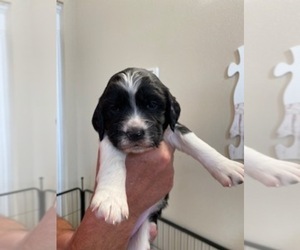 English Springer Spaniel Puppy for sale in PARKER, CO, USA