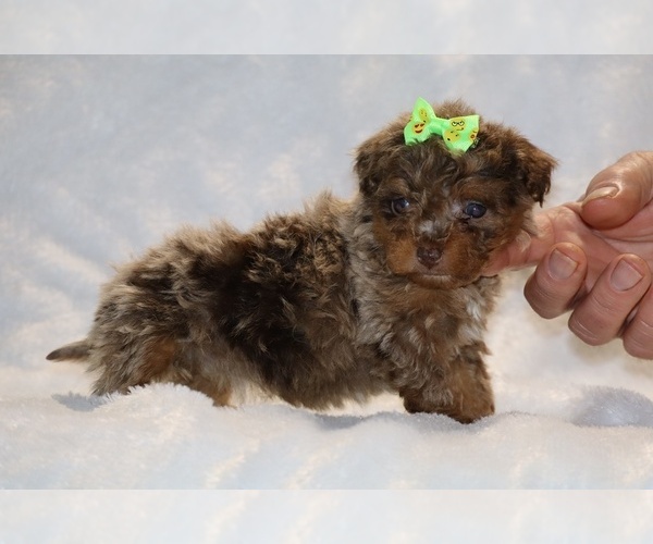 Medium Photo #2 ShihPoo Puppy For Sale in DYERSBURG, TN, USA