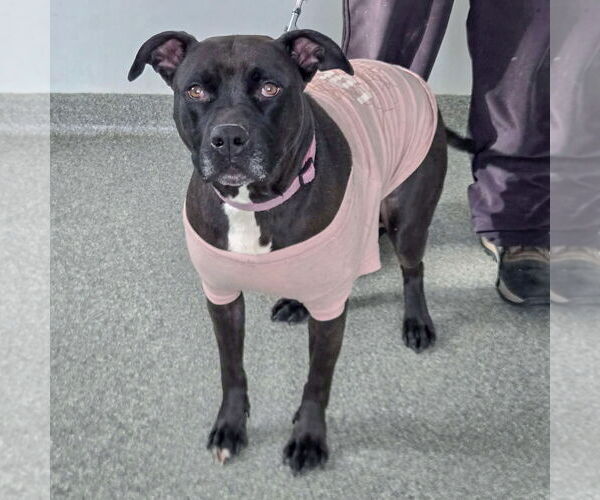 Medium Photo #3 American Bulldog-American Staffordshire Terrier Mix Puppy For Sale in Huntley, IL, USA