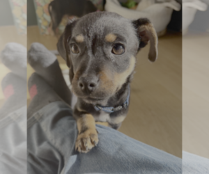 Chihuahua-Unknown Mix Dogs for adoption in Bellevue, WA, USA