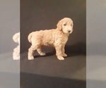 Small Photo #3 Poodle (Standard) Puppy For Sale in WAUSAUKEE, WI, USA