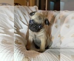 Small #2 Pug
