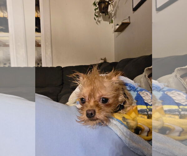 Medium Photo #3 Chihuahua-Unknown Mix Puppy For Sale in New London, WI, USA