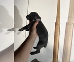 Small Photo #11 Cane Corso Puppy For Sale in EL MONTE, CA, USA