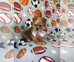 Small Photo #1 Morkie Puppy For Sale in LAKELAND, FL, USA
