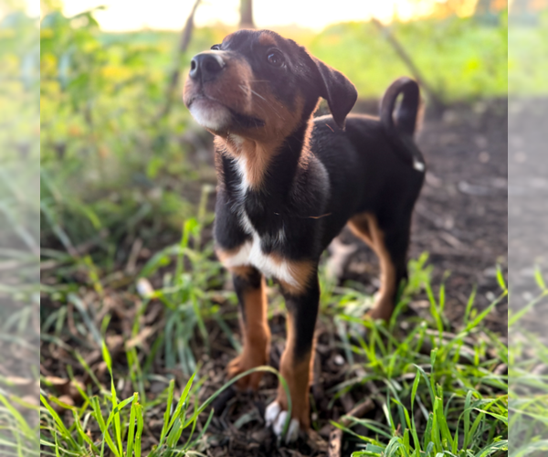 Medium Photo #3 Doberman Pinscher-Unknown Mix Puppy For Sale in Buffalo, MN, USA