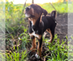 Small #2 Doberman Pinscher Mix