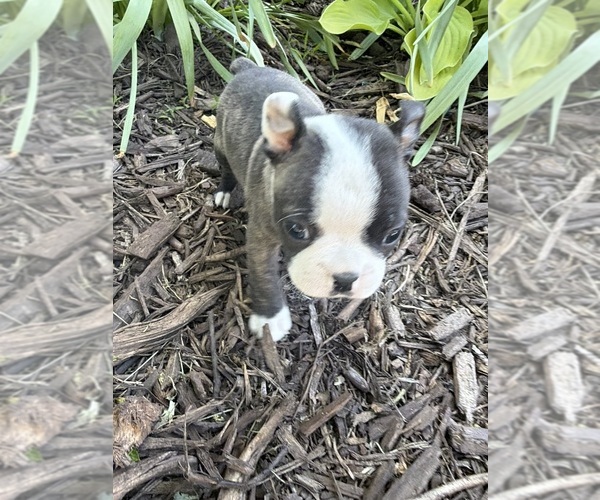 Medium Photo #6 Boston Terrier Puppy For Sale in FREDONIA, KS, USA