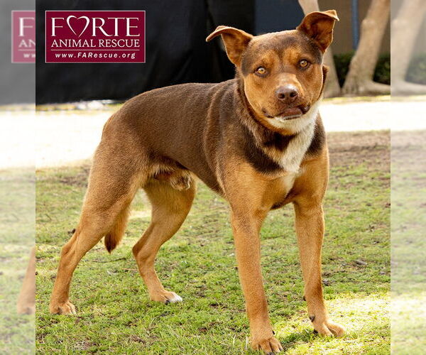 Medium Photo #6 Australian Kelpie-Huskies  Mix Puppy For Sale in Marina del Rey, CA, USA