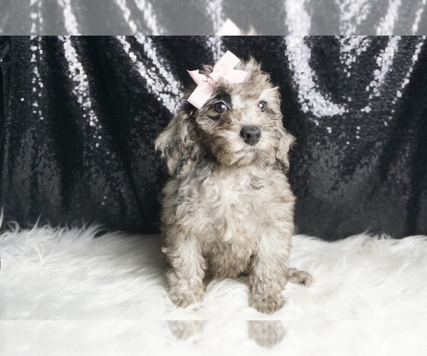 Medium Photo #95 Poodle (Miniature) Puppy For Sale in WARSAW, IN, USA