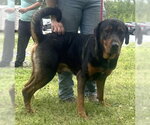Small #1 Rottweiler Mix