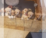 Puppy Puppy abbie Golden Retriever
