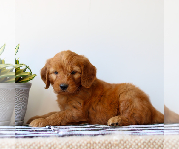 Medium Photo #2 Goldendoodle Puppy For Sale in LITITZ, PA, USA