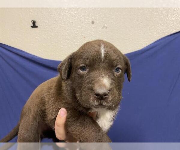 Medium Photo #1 Mutt Puppy For Sale in Modesto, CA, USA