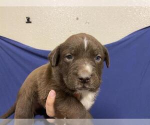 Mutt Dogs for adoption in Modesto, CA, USA