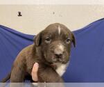 Small Mutt