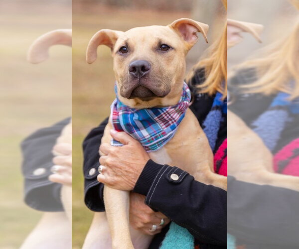 Medium Photo #3 American Staffordshire Terrier-Labrador Retriever Mix Puppy For Sale in Strongsville, OH, USA