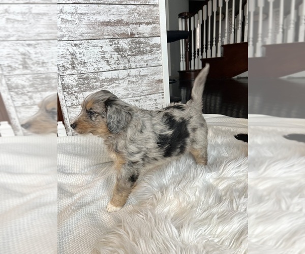 Medium Photo #6 Aussiedoodle Puppy For Sale in FREMONT, MI, USA