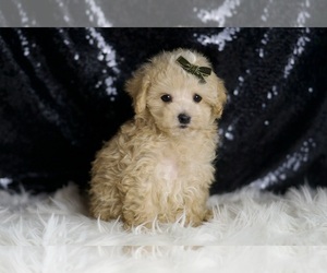 Maltipoo Puppy for sale in WARSAW, IN, USA