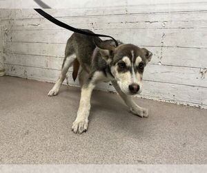 German Shepherd Dog-Unknown Mix Dogs for adoption in San Bernardino, CA, USA