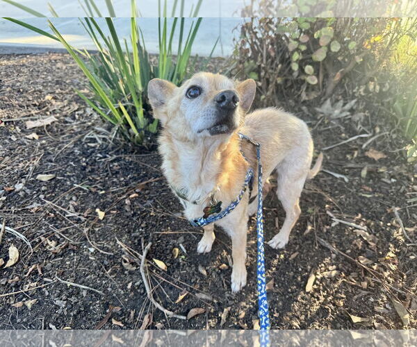 Medium Photo #3 Chihuahua-Unknown Mix Puppy For Sale in Santa Clara, CA, USA