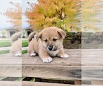 Small #1 Jack Russell Terrier-Shiba Inu Mix