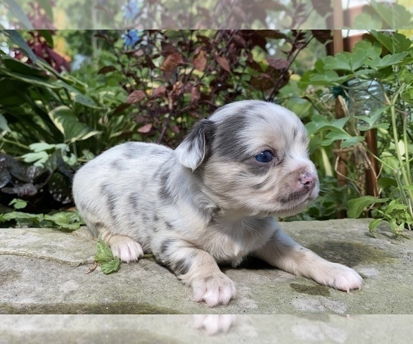 Medium Photo #35 Bullhuahua-Chihuahua Mix Puppy For Sale in RAWSONVILLE, MI, USA