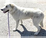 Small Great Pyrenees Mix