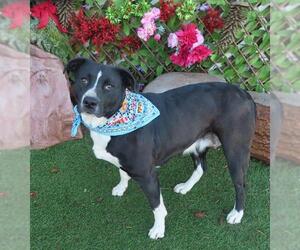 Mutt Dogs for adoption in Oklahoma City, OK, USA