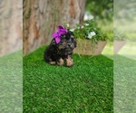Small #3 Poodle (Toy)
