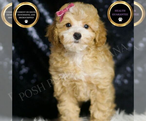 Medium Photo #1 Poodle (Toy) Puppy For Sale in WARSAW, IN, USA