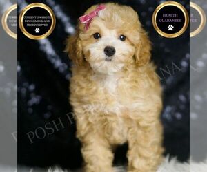 Poodle (Toy) Puppy for sale in WARSAW, IN, USA