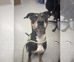 KIAH - Female Labrador Retriever-Unknown Mix Dog for Adoption - Small photo
