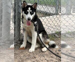 Siberian Husky-Unknown Mix Dogs for adoption in Conroe, TX, USA