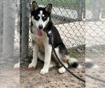 Small Siberian Husky Mix