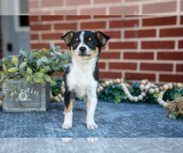 Medium Photo #1 Chihuahua Puppy For Sale in NEW HOLLAND, PA, USA