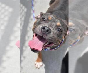 Mutt Dogs for adoption in Tulsa, OK, USA