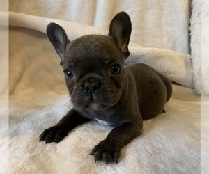 French Bulldog Puppy for sale in JOHNS ISLAND, SC, USA