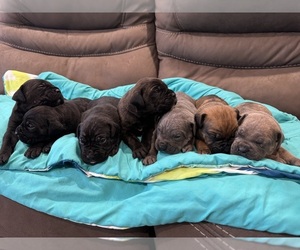 Cane Corso Litter for sale in BREWSTER, WA, USA