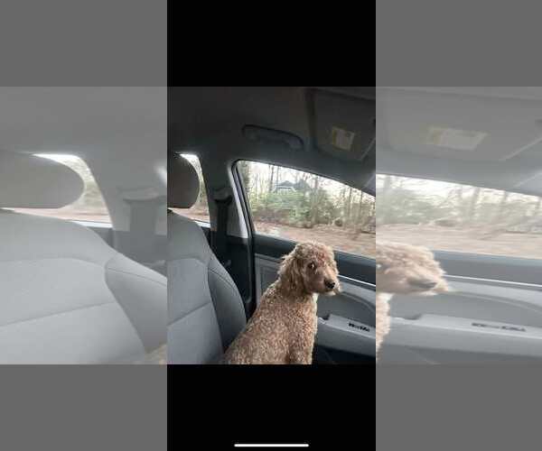 Medium Photo #2 Goldendoodle Puppy For Sale in Holly Springs, NC, USA