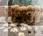 Small Photo #1 Golden Retriever Puppy For Sale in BUCHANAN, TN, USA