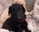 Puppy Black Puppy 6 Schnoodle (Giant)