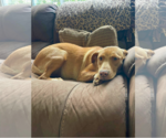 Small Photo #2 Labrador Retriever-Unknown Mix Puppy For Sale in Tuscaloosa, AL, USA