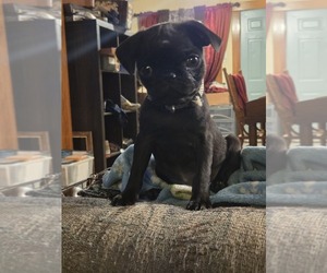 Medium Pug