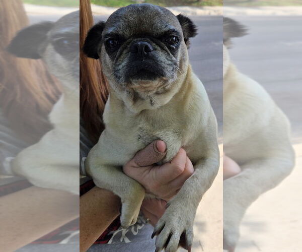 Medium Photo #1 Pug Puppy For Sale in San Antonio, TX, USA