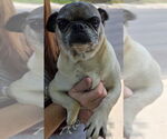 Small Pug