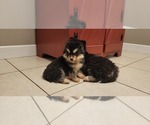 Small Photo #5 Siberian Husky Puppy For Sale in CROSSVILLE, AL, USA
