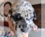 Small Photo #29 Daniff-Neapolitan Mastiff Mix Puppy For Sale in MONTEVIEW, ID, USA